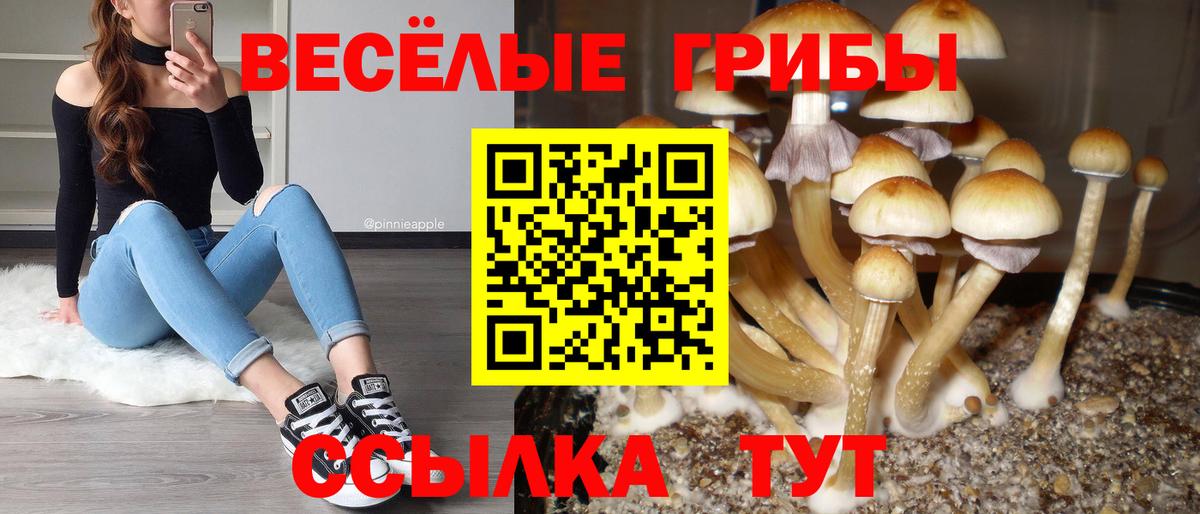 Псилоцибиновые грибы Cubensis Омск